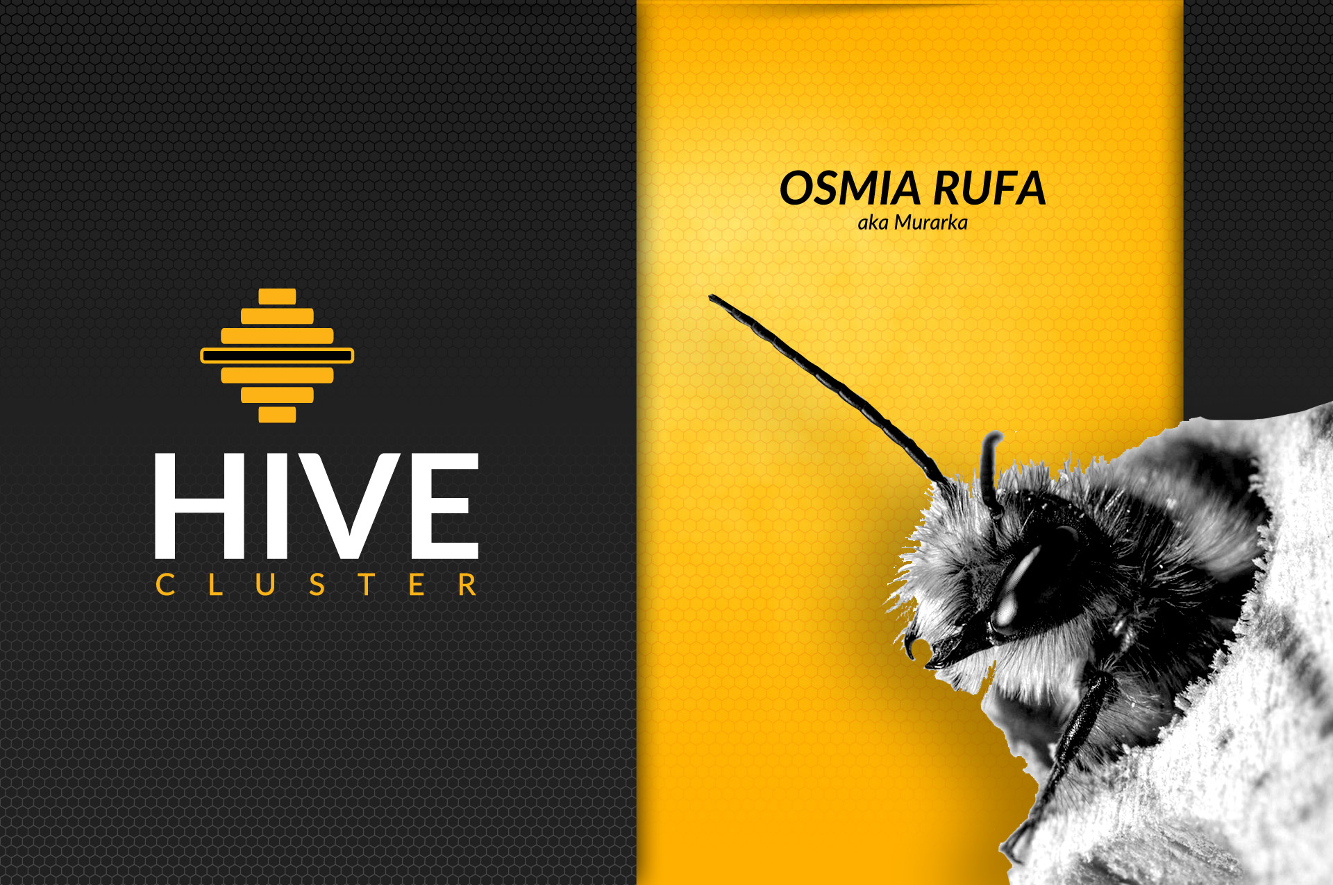 osmia rufa - murarka hive cluster